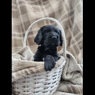 Cocker Spaniel (Working)