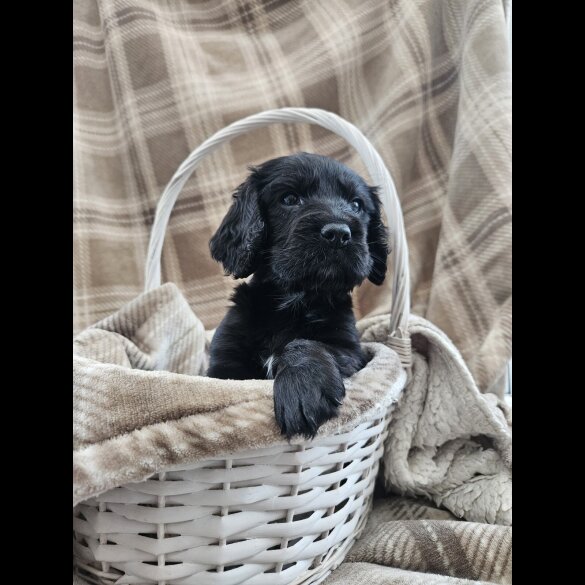 Cocker Spaniel (Working)