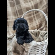 Cocker Spaniel (Working)