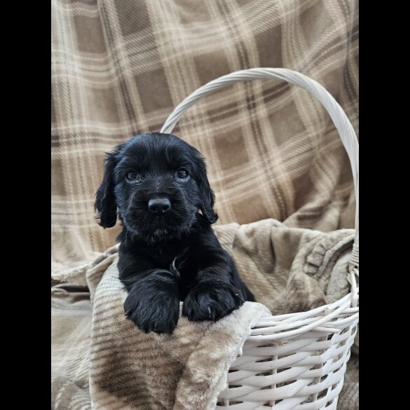 Cocker Spaniel (Working)