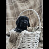 Cocker Spaniel (Working)