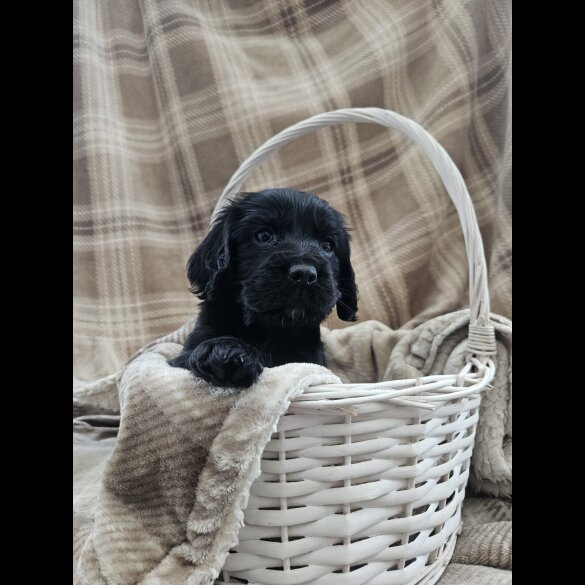 Cocker Spaniel (Working)