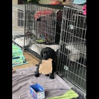 Cocker Spaniel (Working)