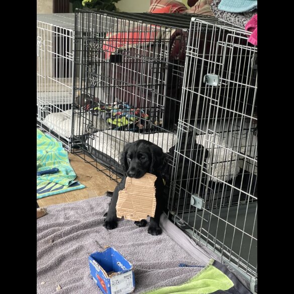 Cocker Spaniel (Working)