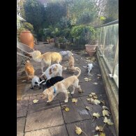 Cocker Spaniel (Working)