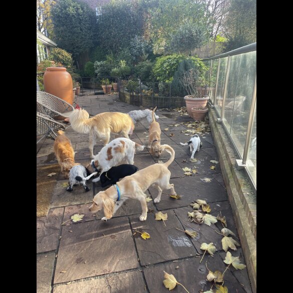 Cocker Spaniel (Working)