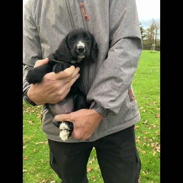 Cocker Spaniel (Working)