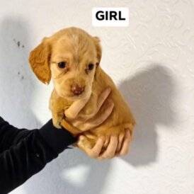 Working Cocker Spaniel