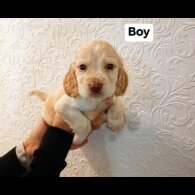 Cocker Spaniel (Working)