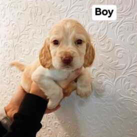 Cocker Spaniel (Working)