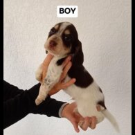 Cocker Spaniel (Working)