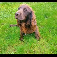 Cocker Spaniel (Working)