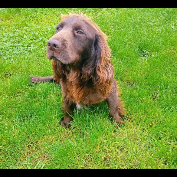 Cocker Spaniel (Working)