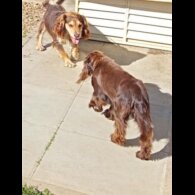Cocker Spaniel (Working)
