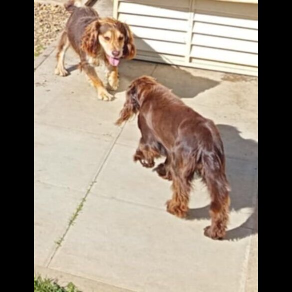 Cocker Spaniel (Working)