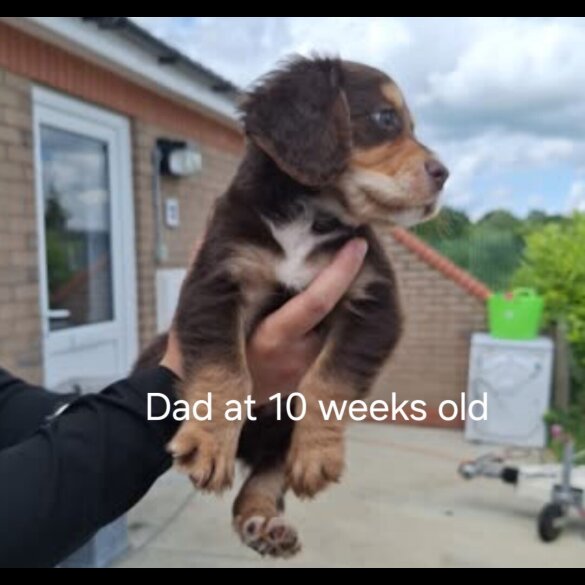 Cocker Spaniel (Working)