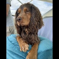 Cocker Spaniel (Working)