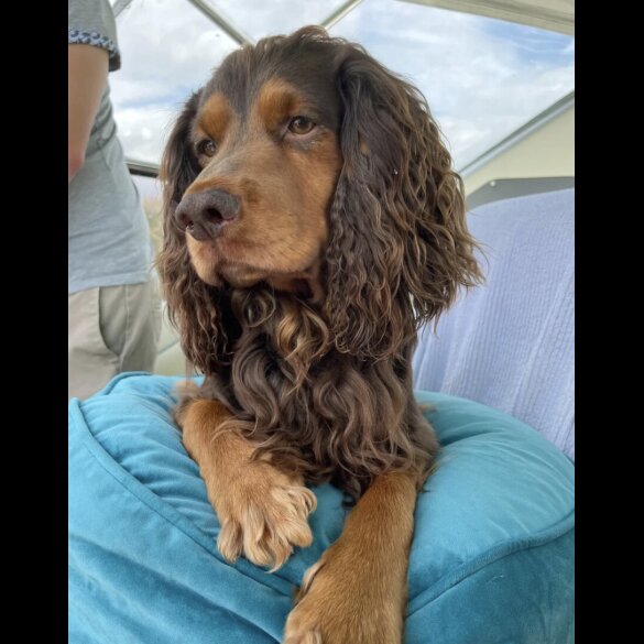 Cocker Spaniel (Working)