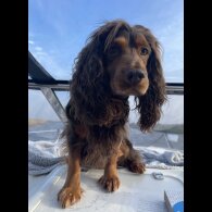 Cocker Spaniel (Working)