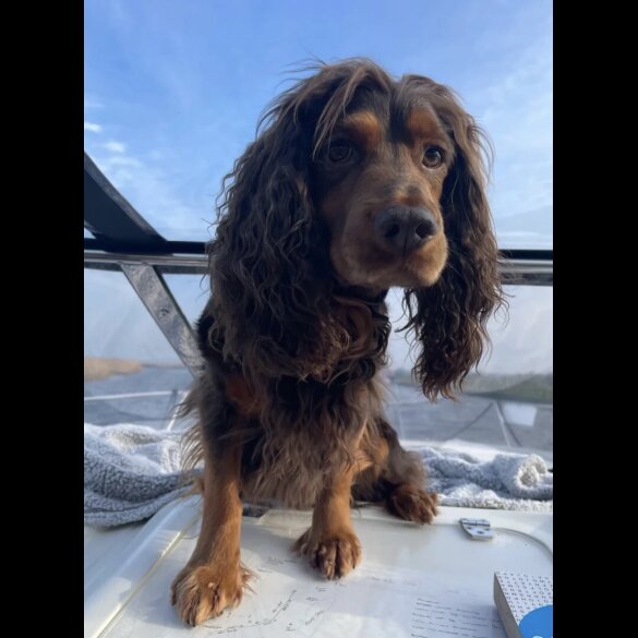 Cocker Spaniel (Working)