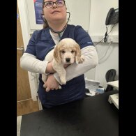 Cocker Spaniel (Working)