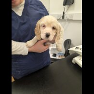 Cocker Spaniel (Working)