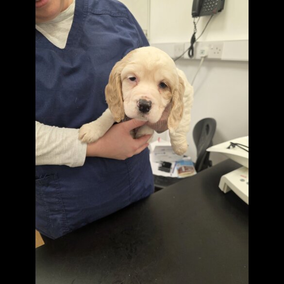 Cocker Spaniel (Working)