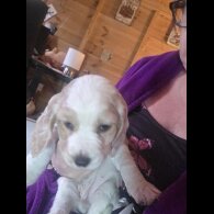 Cocker Spaniel (Working)