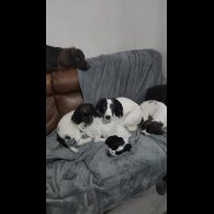 Cocker Spaniel (Working)