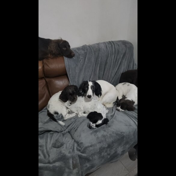 Cocker Spaniel (Working)