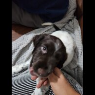 Cocker Spaniel (Working)