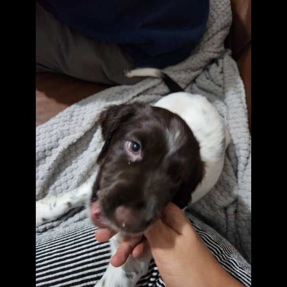 Cocker Spaniel (Working)