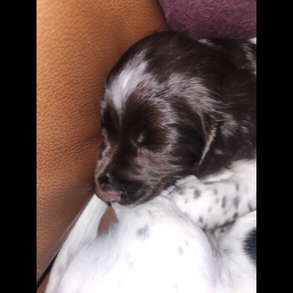 Cocker Spaniel (Working)