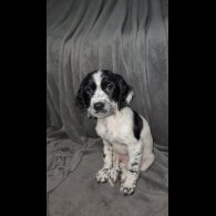 Cocker Spaniel (Working)