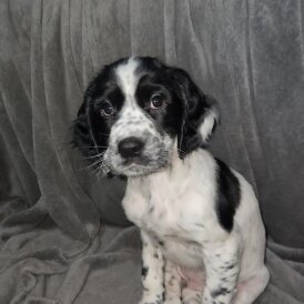 Cocker Spaniel (Working)