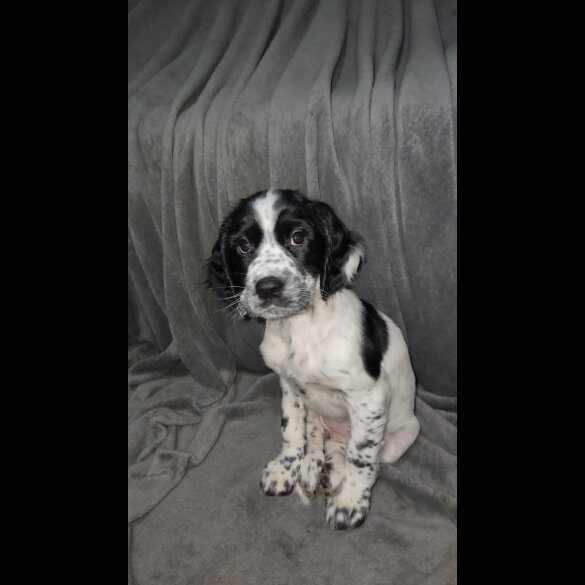 Cocker Spaniel (Working)