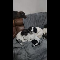 Cocker Spaniel (Working)