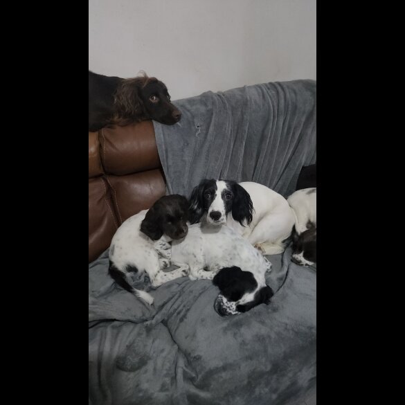 Cocker Spaniel (Working)