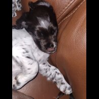 Cocker Spaniel (Working)