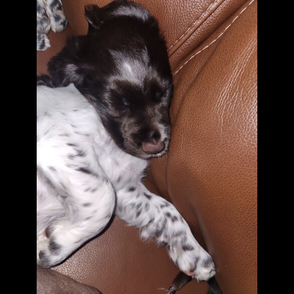 Cocker Spaniel (Working)