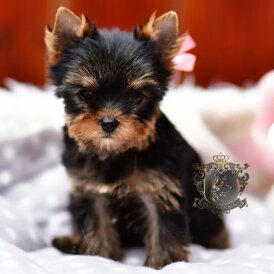 Yorkshire Terrier - Both
