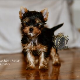 Yorkshire Terrier - Both