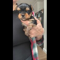 Yorkshire Terrier