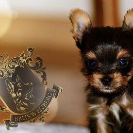 Yorkshire Terrier - Both