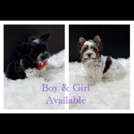 Yorkshire Terrier - Both