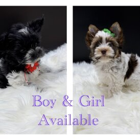 Yorkshire Terrier - Both