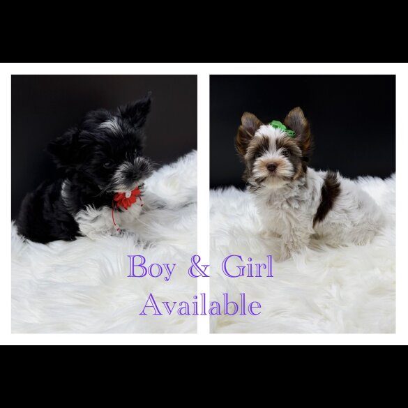 Yorkshire Terrier - Both