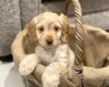 Cockapoo