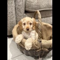 Cockapoo
