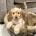 Cockapoo